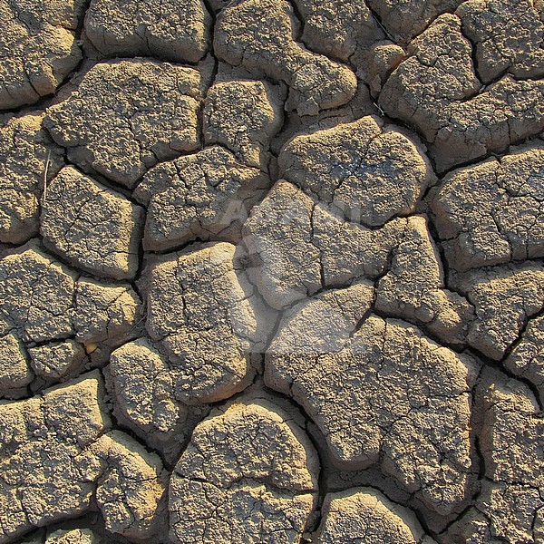 Dried out river bed (wadi) in Negev desert of Israel around the Dead Sea. stock-image by Agami/Marc Guyt,