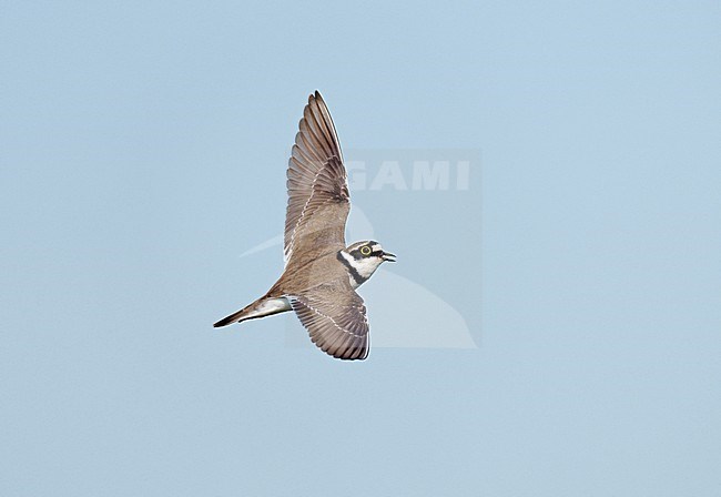 Adult male Little Ringed Plover (Charadrius dubius) flying and singing in display flight against a blue sky showing upperside stock-image by Agami/Ran Schols,