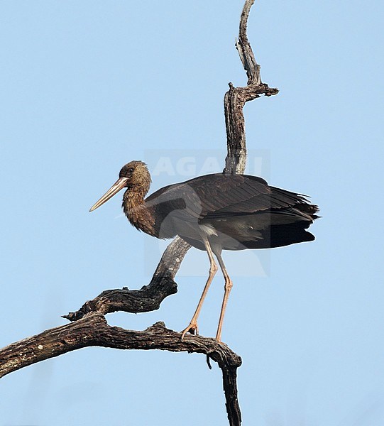 Second calender year Black Stork (Ciconia nigra) perched in a tree in Kanha National park in India. stock-image by Agami/Helge Sorensen,
