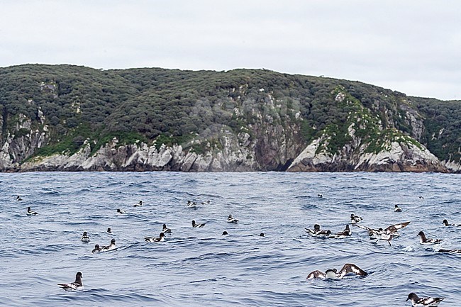 Cape Petrels (Daption capense australe) swimming off the coast of The Snares, subantarctic New Zealand. Also called the Cape or Pintado Petrel. stock-image by Agami/Marc Guyt,