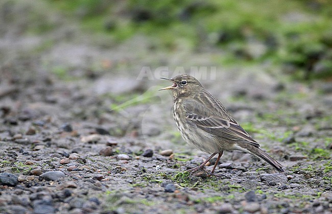 Rock Pipit, Anthus petrosus littoralis, at Mandø, Denmark stock-image by Agami/Helge Sorensen,