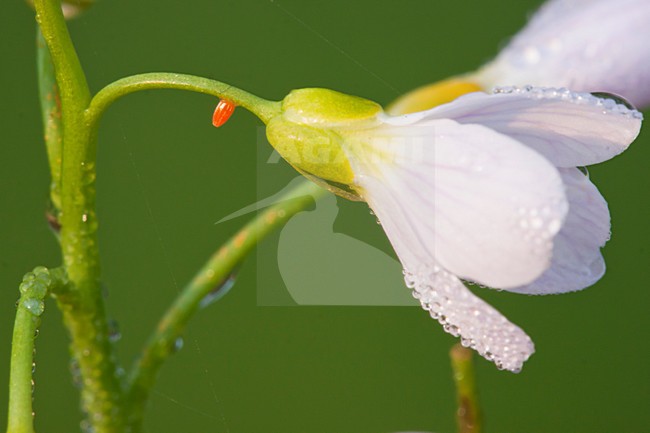Eitje van Oranjetipje, Orange Tip egg stock-image by Agami/Theo Douma,