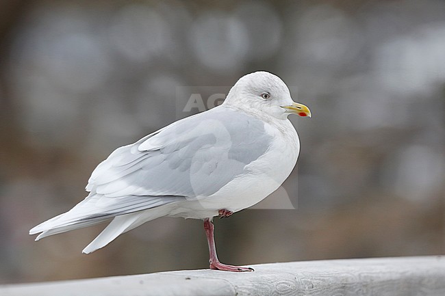 Kumliens Meeuw, Kumlien's Gull, Larus glaucoides kumlieni stock-image by Agami/Chris van Rijswijk,