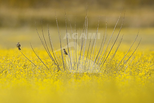 Corn Bunting, Emberiza calandra, in Italy. stock-image by Agami/Daniele Occhiato,