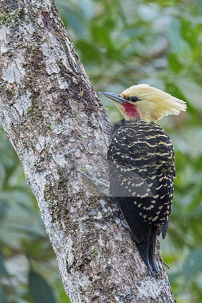 Blond-crested Woodpecker (Celeus flavescens) perched on a branch in the Atlantic Rainforest of Brazil. stock-image by Agami/Glenn Bartley,