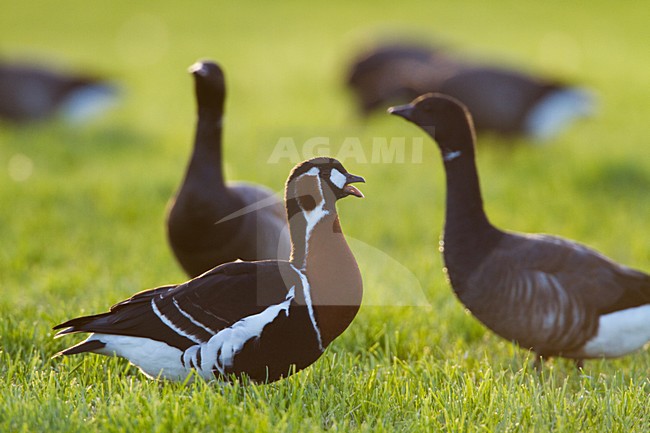 Roodhalsgans in weiland, Red-breasted Goose in meadow stock-image by Agami/Menno van Duijn,