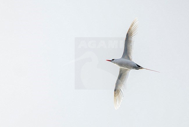 Red-tailed Tropicbird (Phaethon rubricauda melanorhynchos) in the Pacific ocean. stock-image by Agami/Marc Guyt,