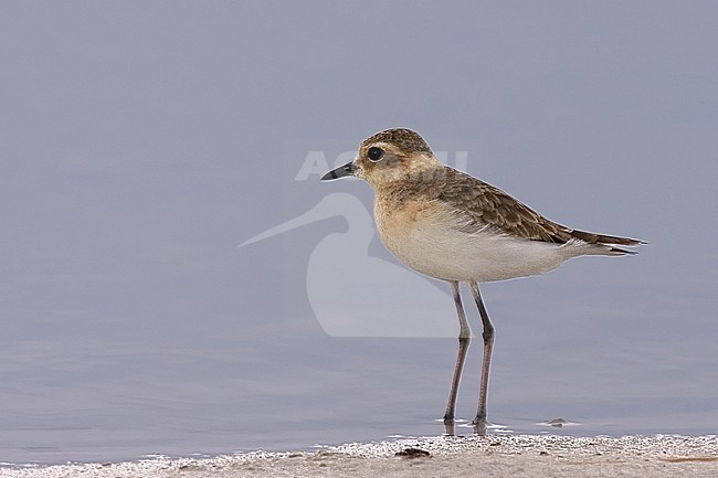 Immature Kittlitz's Plover (Charadrius pecuarius) in Makgadikgadi Pans National Park in Botswana. stock-image by Agami/Bas Haasnoot,