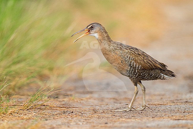 Adult
Galveston Co., TX
April 2023 stock-image by Agami/Brian E Small,