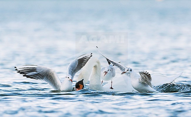 Black-headed Gull, Kokmeeuw, Larus ridibundus, France with adult Mute Swan stock-image by Agami/Ralph Martin,