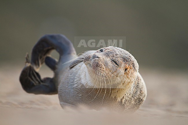 Harbour seal (Phoca vitulina) resting on sand bank in the German Wadden Sea. stock-image by Agami/Ralph Martin,