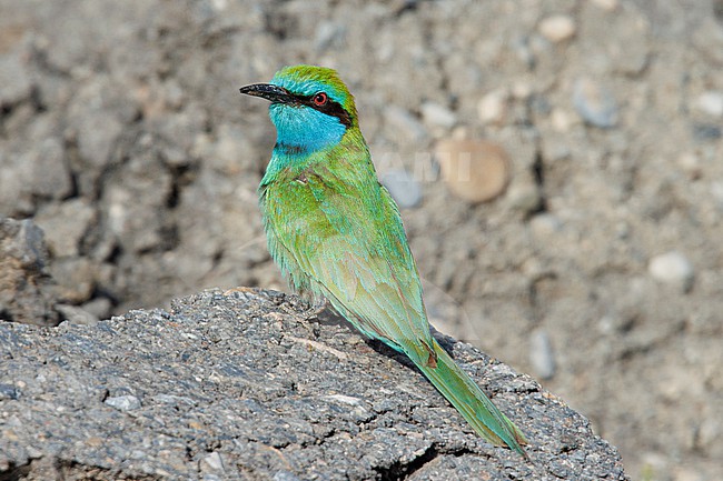 Arabian Green Bee-eater (Merops cyanophrys) taken the 28/02/2023 at Barka - Oman. stock-image by Agami/Nicolas Bastide,