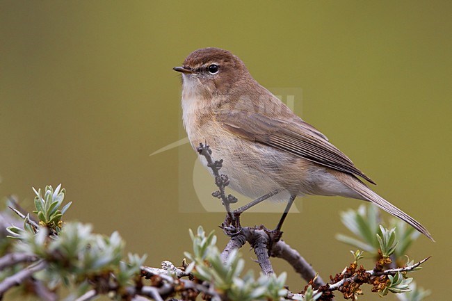 Kaukasische Tjiftjaf op een tak; Caucasian Chiffchaff on a branch stock-image by Agami/Daniele Occhiato,