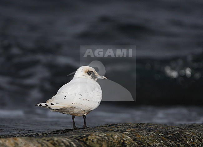 Ivoormeeuw, Ivory Gull, Pagophila eburnea stock-image by Agami/Hugh Harrop,