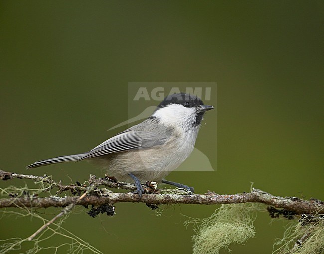 Willow Tit perched on twig; Matkopmees zittend op takje stock-image by Agami/Markus Varesvuo,