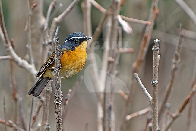 White-browed Bush Robin (Tarsiger indicus) in the Indian Himalayas. Perched on a twig. stock-image by Agami/Dani Lopez-Velasco,