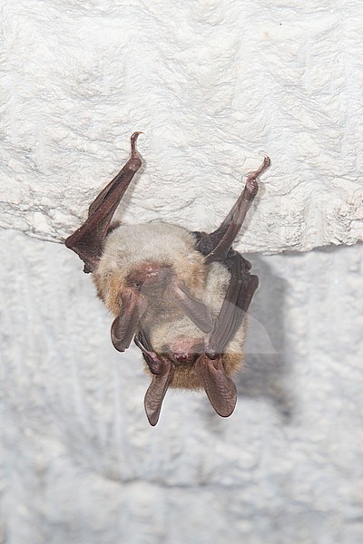 Bechstein's bats in hibernation stock-image by Agami/Theo Douma,