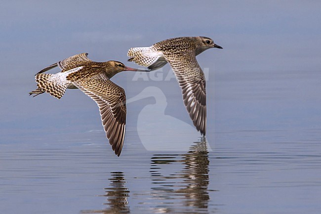 Zilverplevier vliegend met Rosse Grutto; Grey Plover flying with Bar-tailed Godwit stock-image by Agami/Daniele Occhiato,