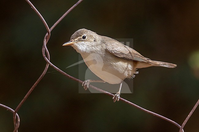 Isabelline Warbler, (Iduna opaca) aka Western Olivaceous Warbler perched on a grid fence in Ouadâne,  Mauritania. stock-image by Agami/Vincent Legrand,