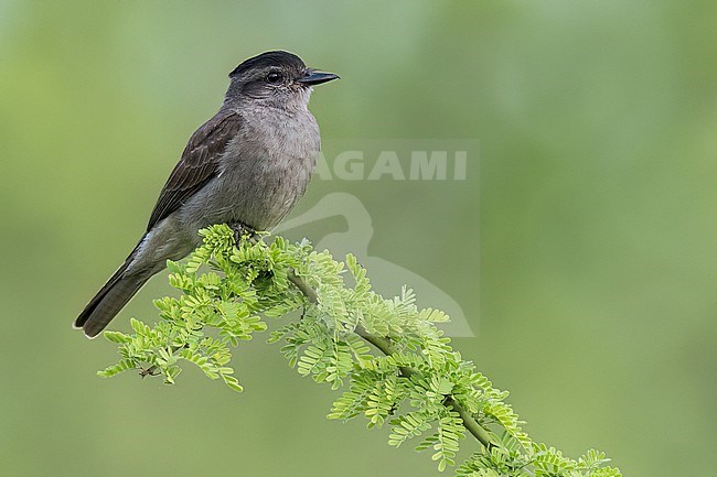 Crowned Slaty Flycatcher (Empidonomus aurantioatrocristatus) Perched on a branch in Argentina stock-image by Agami/Dubi Shapiro,