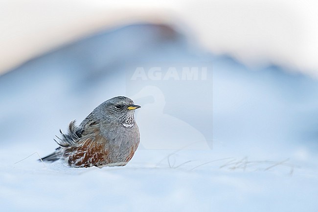 Alpine Accentor (Prunella collaris) sitting in a snow coverd moutain landscape in the swiss alps. stock-image by Agami/Marcel Burkhardt,