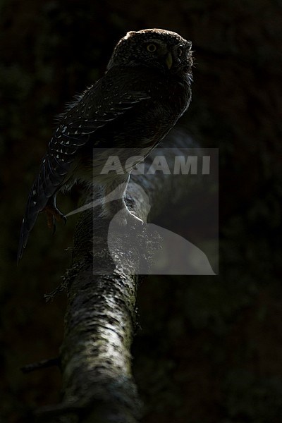 Eurasian Pygmy-Owl - Sperlingskauz - (Glaucidium passerinum ssp. passerinum, Germany, adult stock-image by Agami/Ralph Martin,