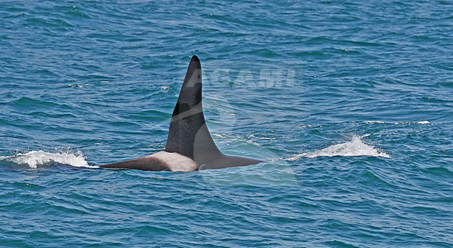 Orka, Killer whale stock-image by Agami/Pete Morris,