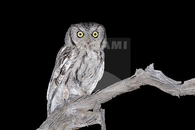 Adult Western Screech Owl (Megascops kennicottii)
Riverside Co., California, USA
April 2017 stock-image by Agami/Brian E Small,