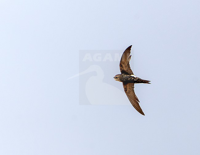 Horus Swift (Apus horus) in Senegal. stock-image by Agami/Dani Lopez-Velasco,