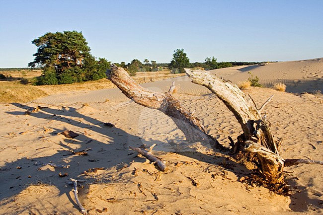 Kootwijkerzand, Kootwijk, Veluwe, Netherlands stock-image by Agami/Marc Guyt,