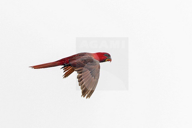 Cardinal Lory, Pseudeos cardinalis,in flight on the Solomon Islands. Seen from the side. stock-image by Agami/Pete Morris,