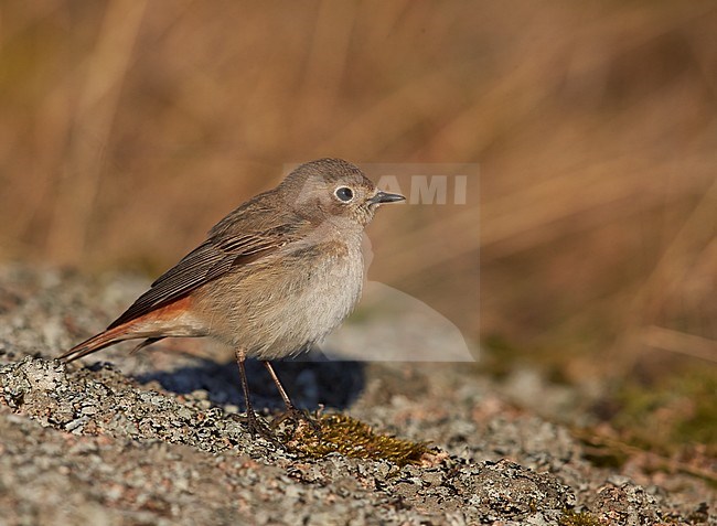 Female Common Redstart (Phoenicurus phoenicurus) in Finland. stock-image by Agami/Tomi Muukkonen,