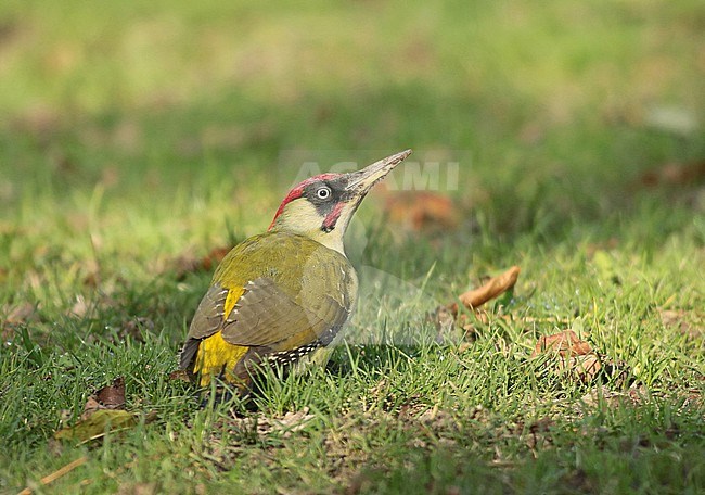 Male European Green Woodpecker (Picus viridis), sitting on grass looking for insects seen from the side stock-image by Agami/Renate Visscher,
