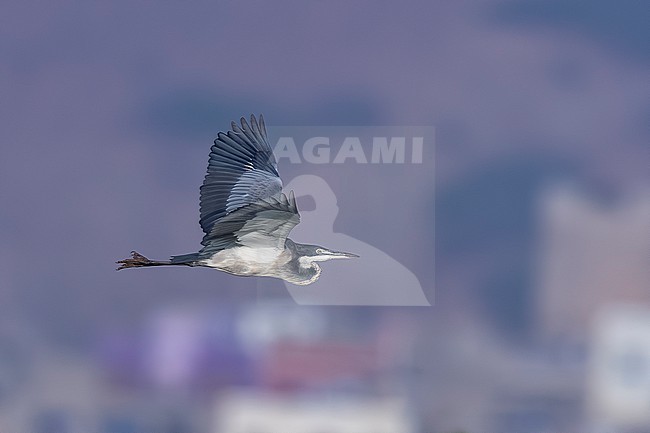 Immature Black-headed Heron (Ardea melanocephala) flying over Mindelo sewage ponds, Mindelo, Sao Vicente, Cape Verde. stock-image by Agami/Vincent Legrand,