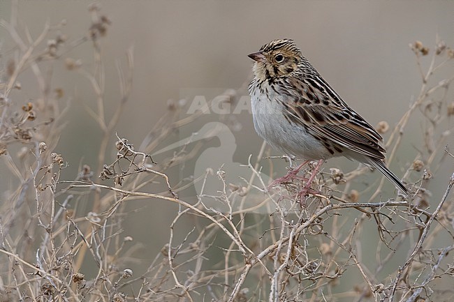 Baird's Sparrow (Ammodramus bairdii) perched in a bush stock-image by Agami/Dubi Shapiro,