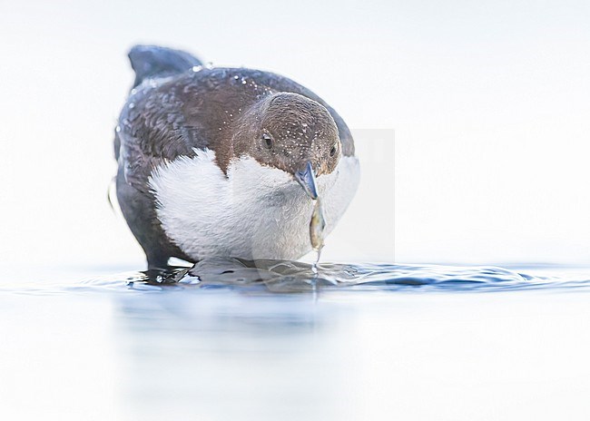 White-throated Dipper ssp cinlus (Cinclus cinclus cinclus, Black-bellied Dipper) stock-image by Agami/Lennart Verheuvel,