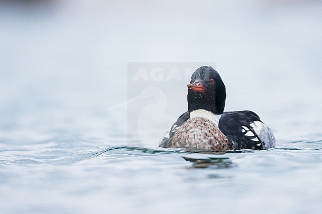 Red-breasted Merganser - Mittelsäger - Mergus serrator, Germany (Schleswig-Holstein), adult, male stock-image by Agami/Ralph Martin,