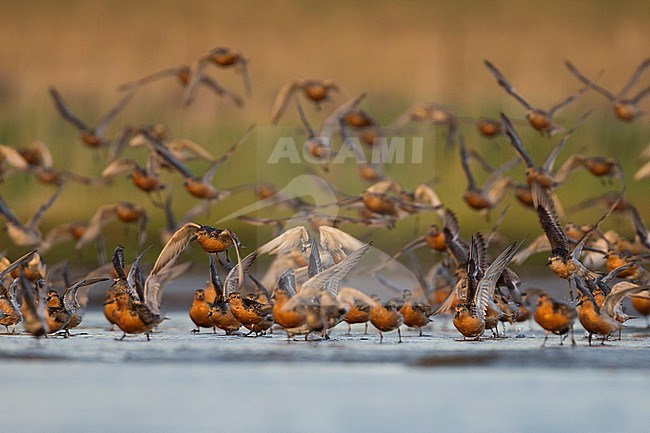Flock of Red Knots (Calidris canutus), Germany, adult birds in summer plumage taking off from roosting area. stock-image by Agami/Ralph Martin,
