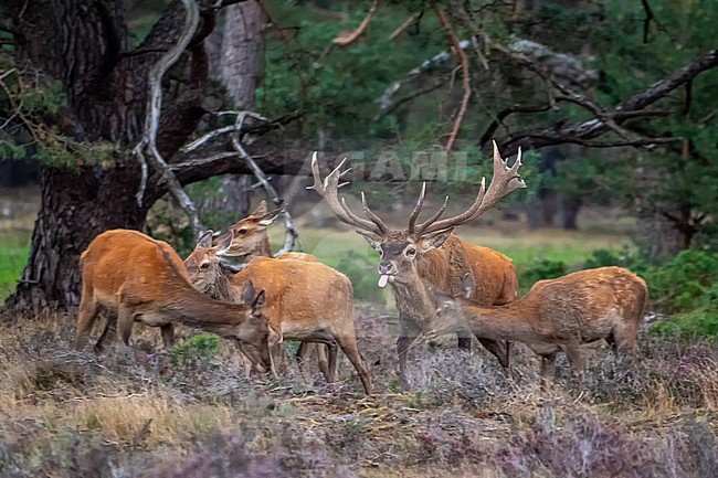 Red, Deer; Cervus elaphus; a male deer with well developed antlers during the rutting season. The deer is sticking it's tonque out. In the rutting season deer smell hinds in heat. The tonque helps them to smell better. stock-image by Agami/Hans Germeraad,