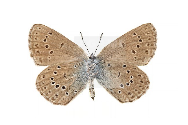 Large Blue, Tijmblauwtje, Phengaris arion stock-image by Agami/Wil Leurs,