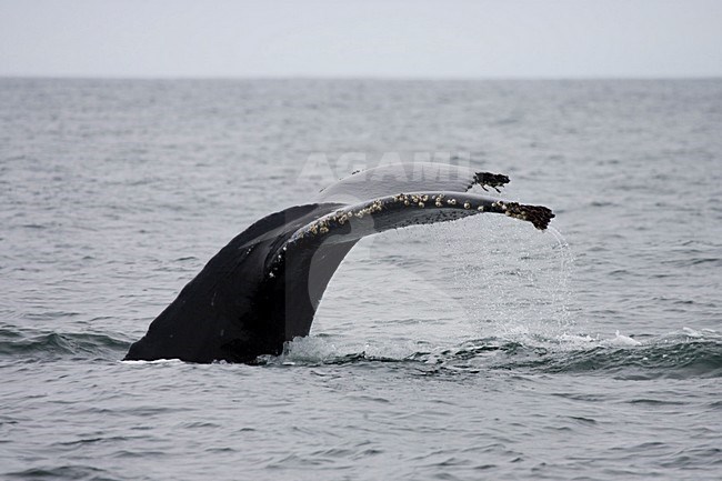 Duikende Bultrug laat staart zien; Diving Pacific Humpback showing tail stock-image by Agami/Martijn Verdoes,