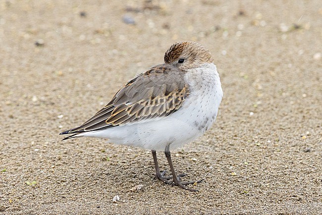 Dunlin (Calidris alpina), side view of a juvenile resting on the sand, Campania, Italy stock-image by Agami/Saverio Gatto,
