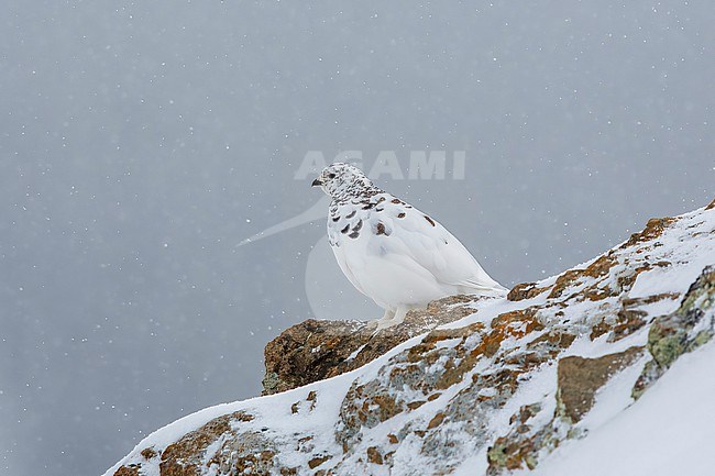 White-tailed Patrmigan, Lagopus leucura altipetens perched on lichen covered rocks with snow against a grey sky with heavy snow falling in the Rocky Mountains. Partly in winter plumage, partly in summer. stock-image by Agami/Nigel Voaden,