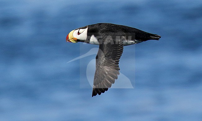 Adult Horned Puffin (Fratercula corniculata) in Alaska, United States. stock-image by Agami/Dani Lopez-Velasco,