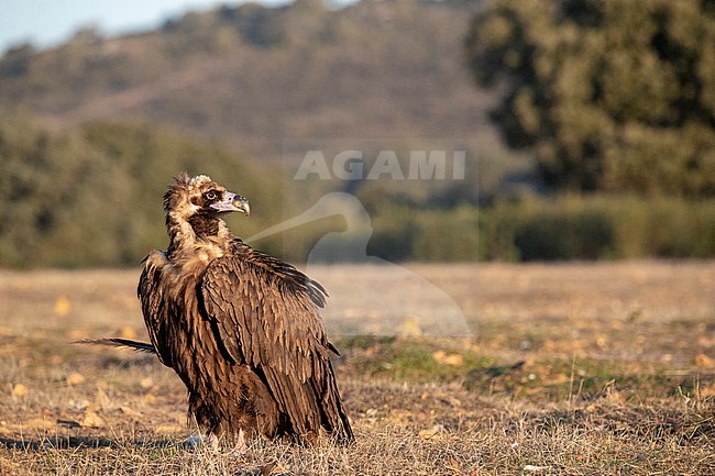 Cinereous Vulture (Aegypius monachus) in the Extremadura in Spain. Adult bird resting on the ground in the Spanish countryside, looking around for other birds. stock-image by Agami/Marc Guyt,
