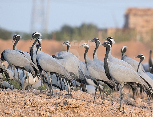 Group of Demoiselle Cranes (Grus virgo) standing on the ground in Khichan Bird Sanctuary, Rajasthan, India. First-winter bird standing in the middle. stock-image by Agami/Josh Jones,