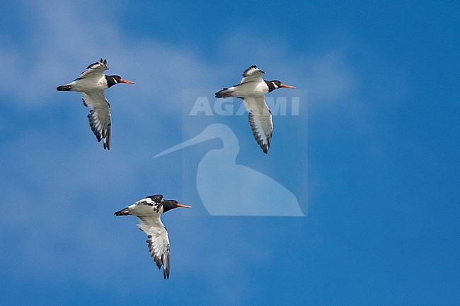 Eurasian Oystercatcher - Austernfischer - Haematopus ostralegus ssp. ostralegus, Germany stock-image by Agami/Ralph Martin,