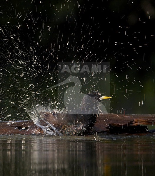 Badderende Spreeuw, Common Starling bathing stock-image by Agami/Markus Varesvuo,