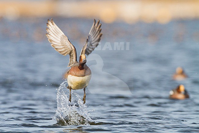 Smient, Eurasian Wigeon, Anas penelope wintering birds on lake during frost period stock-image by Agami/Menno van Duijn,