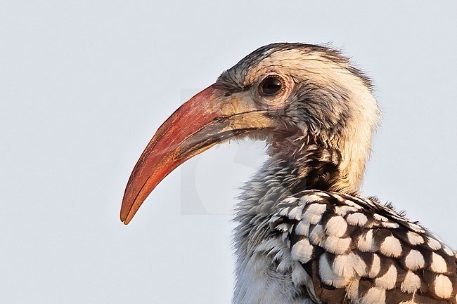 Portrait of a Damara Red-billed Hornbill (Tockus damarensis) in Angola. stock-image by Agami/Dubi Shapiro,